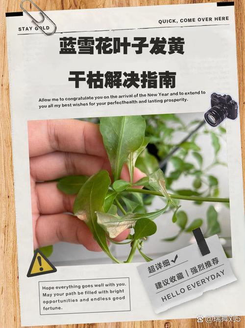 盆栽蓝雪花底部半黄未枯的老叶