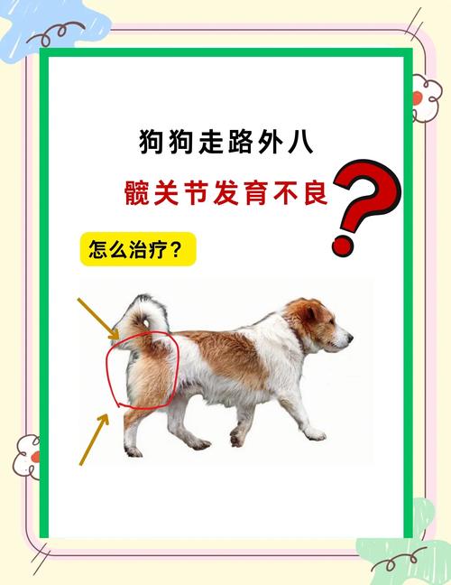 犬髋关节发育不良步态外八实拍