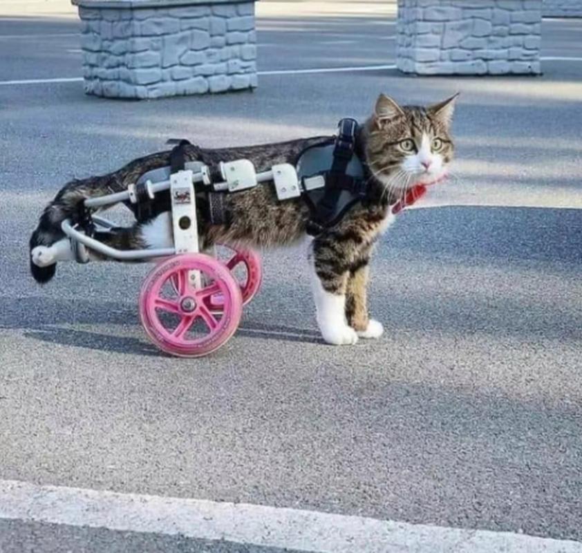 那些康复的猫，后来都怎么样了