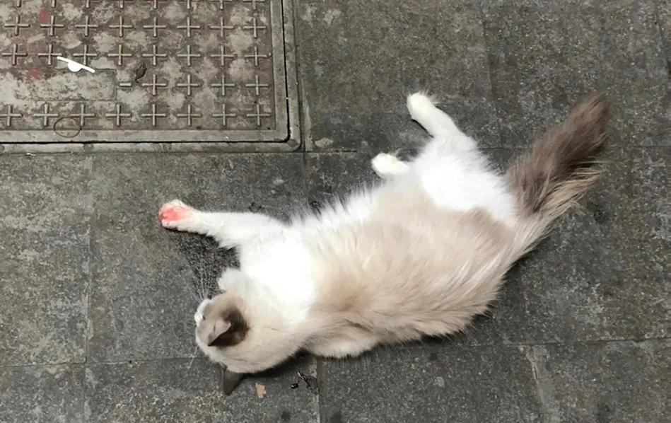 一只猫坐在桌边,地上散落摔坏的东西,猫咪表情淡定
