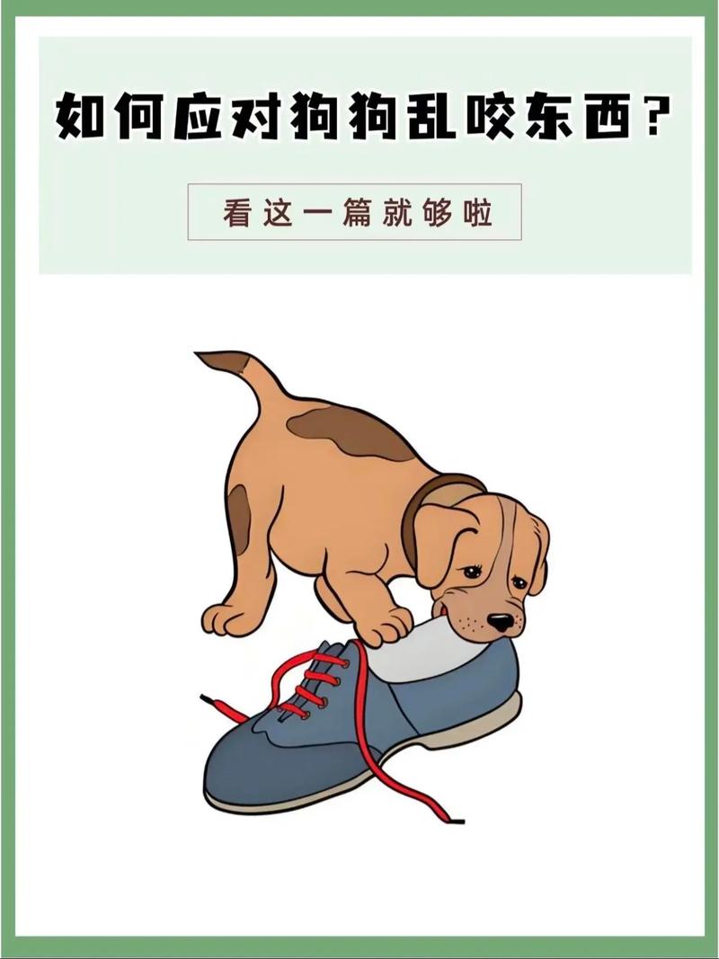 Q3: 狗狗乱咬东西怎么办?