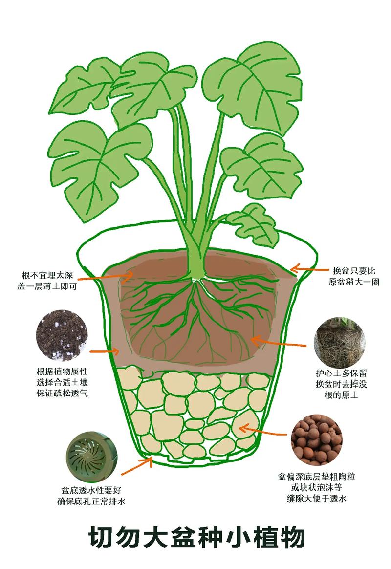 阴性绿植养护 换盆步骤示意图
