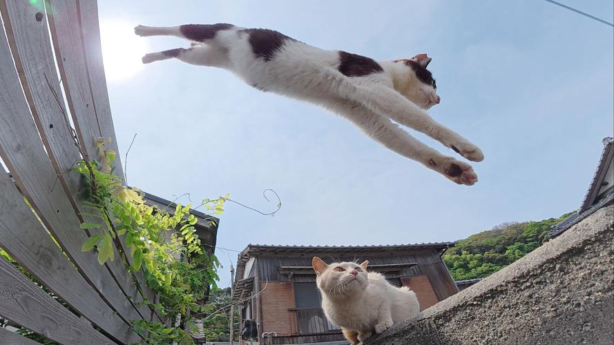 家猫隔着宠物围栏互相熟悉日常场景