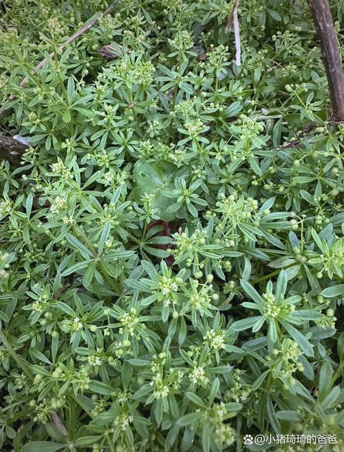 乡村田埂上成片白色荠菜花与猪殃殃
