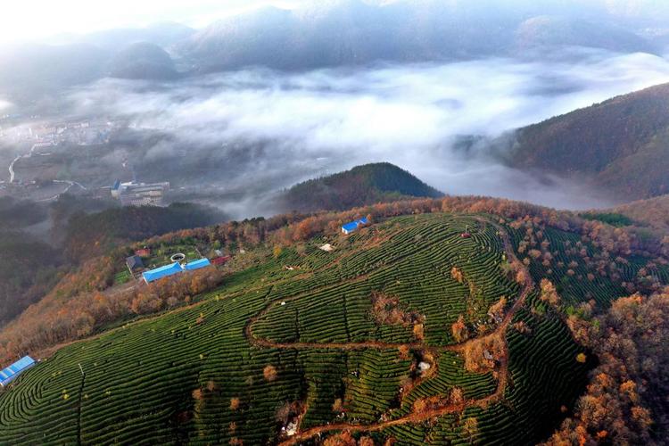 湖北南漳卧牛寨山顶俯瞰荆山茶园风光