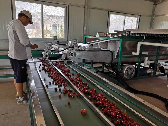 六轴工业机器人分拣新鲜樱桃现场图