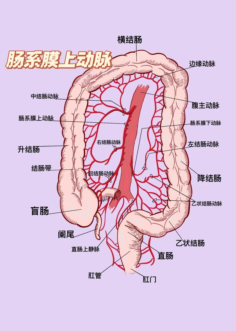 饭后胃肠道供血分布示意图