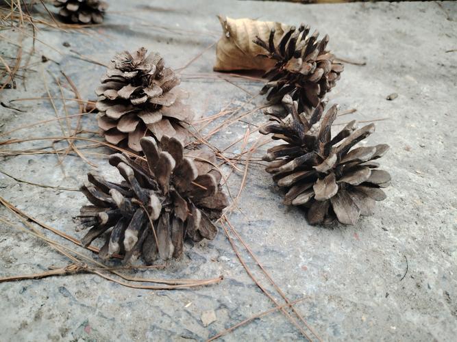 什么季节、怎么捡松针最合适?