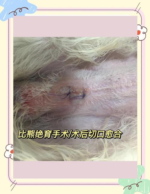 狗狗绝育术后伤口正常愈合状态