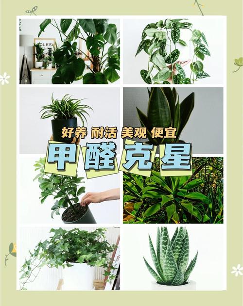 绿植活性炭就能搞定甲醛?太想当然了