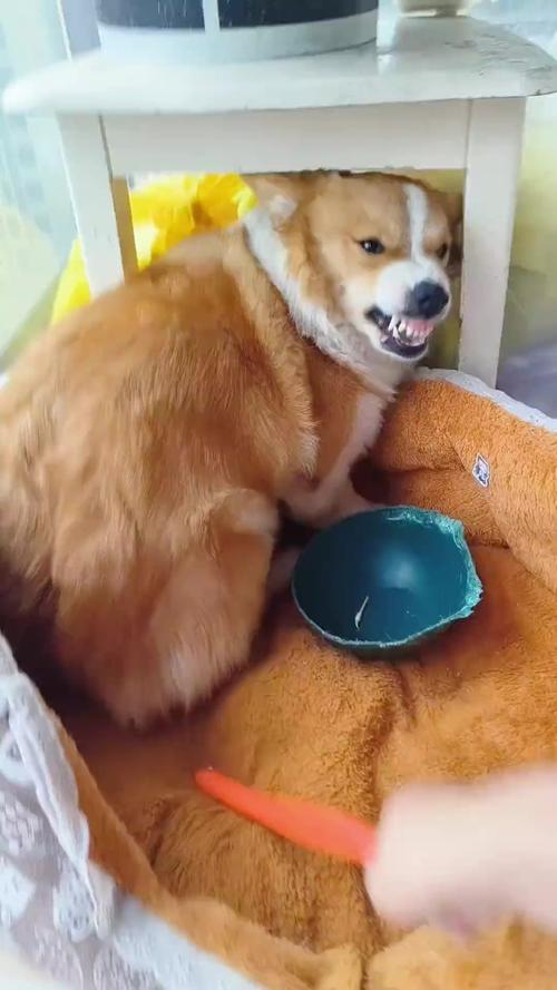 狗狗护食呲牙行为实拍