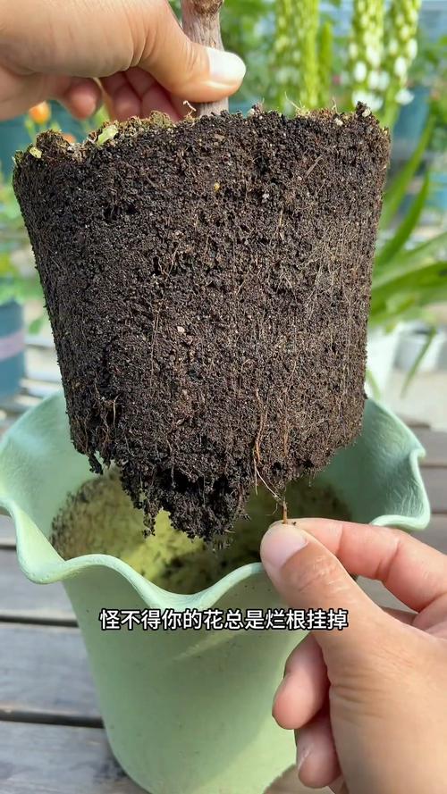 花盆底部积水闷根示意图