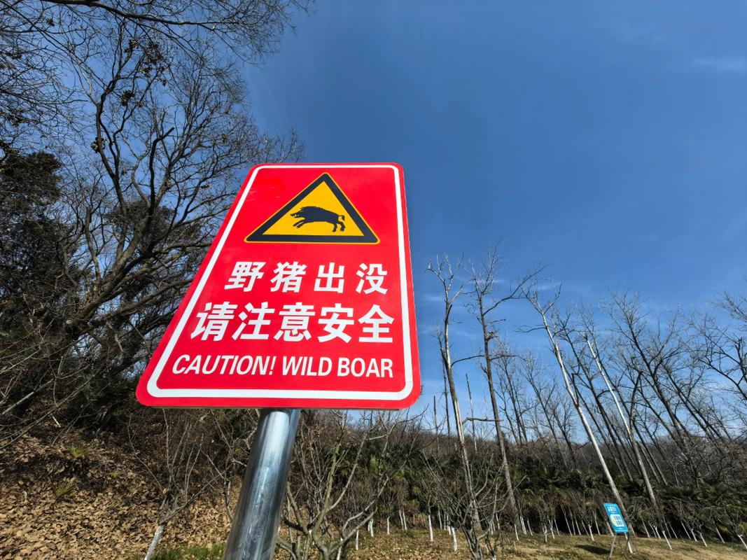 野猪冲向行人紧急避险示意图