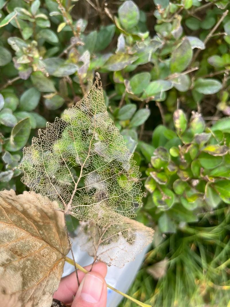 落叶：踩碎一片秋天，里面藏着树的断舍离哲学-因为所以