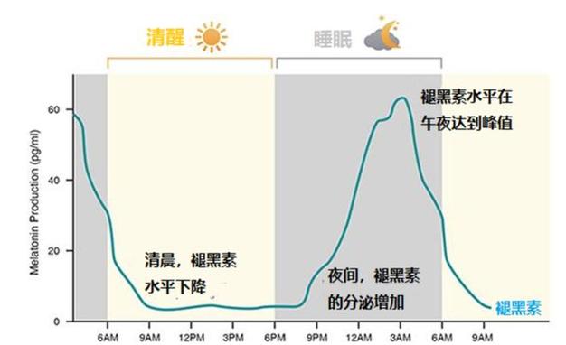 人体昼夜生物钟激素分泌节律图