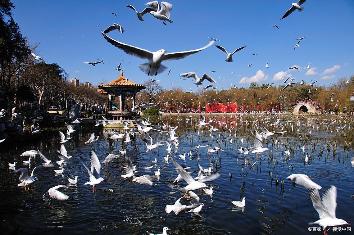 翠湖红嘴鸥