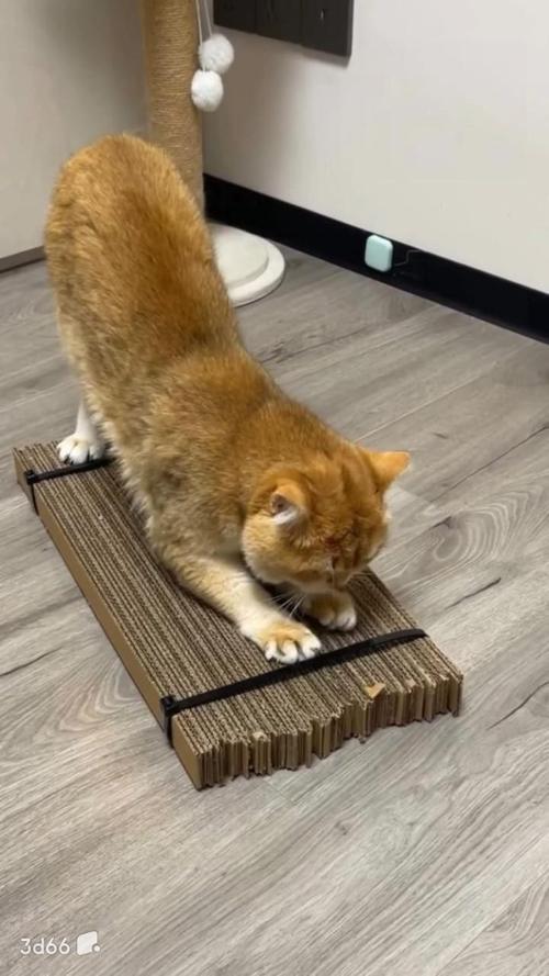 橘猫伸身使用瓦楞纸猫抓板日常场景