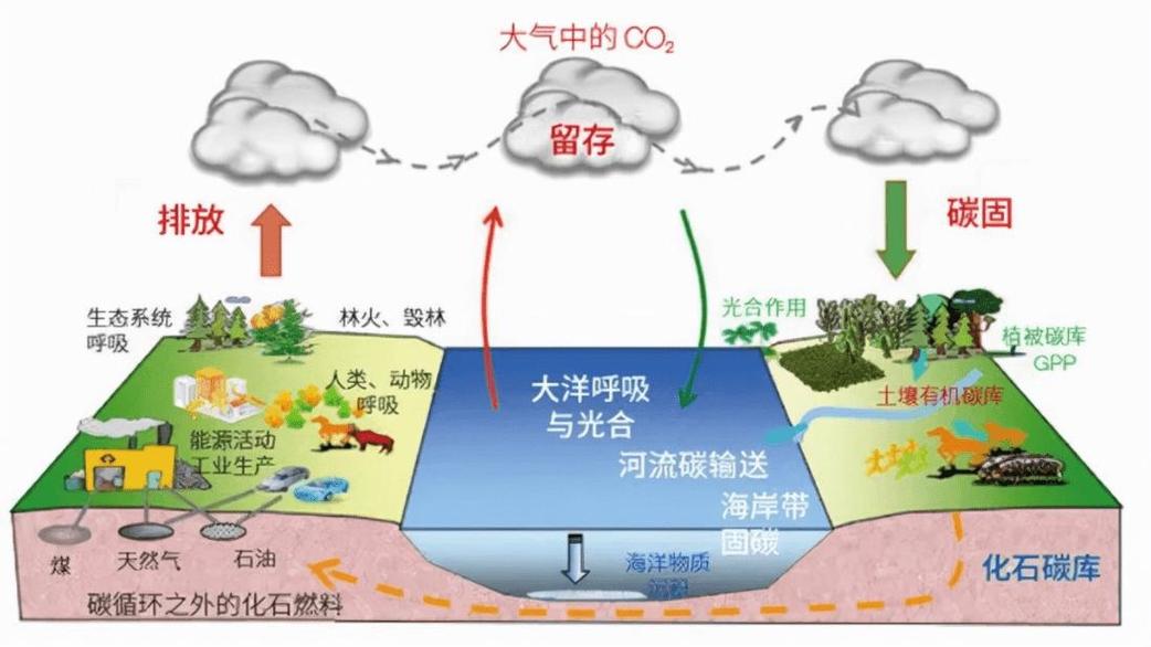 生态圈里的“先头部队”与碳库