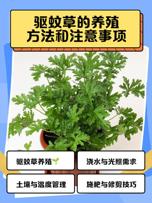 普通人用香草驱蚊，怎么操作最省心