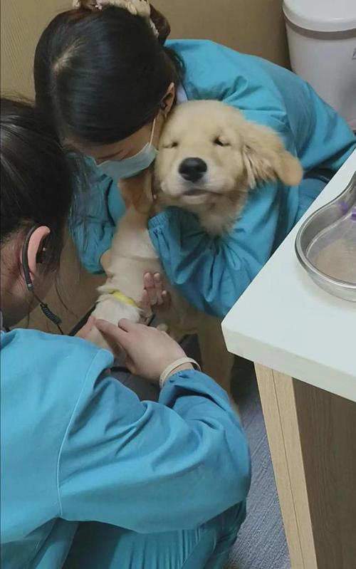 疫苗齐全前抱在怀里的社会化幼犬