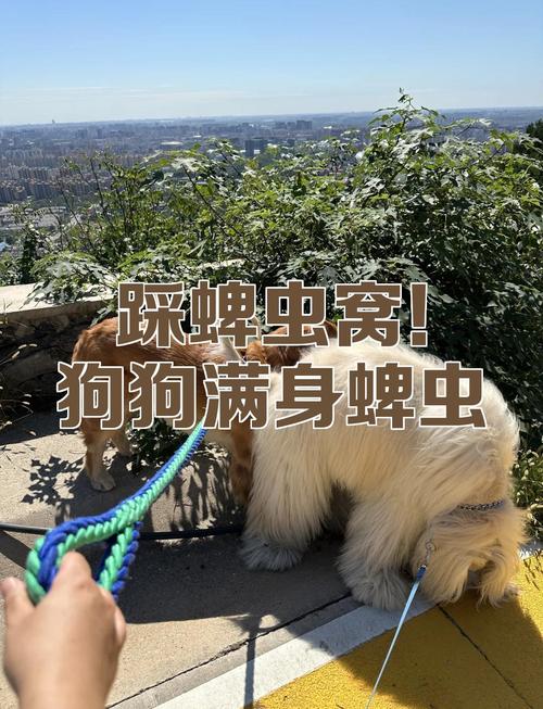 城市小区绿化带遛狗蜱虫栖息地实拍