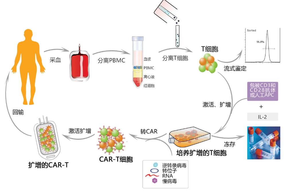 临床CAR-T细胞制剂无菌制备流程