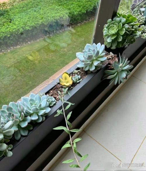 银河多肉植物窗台养护场景