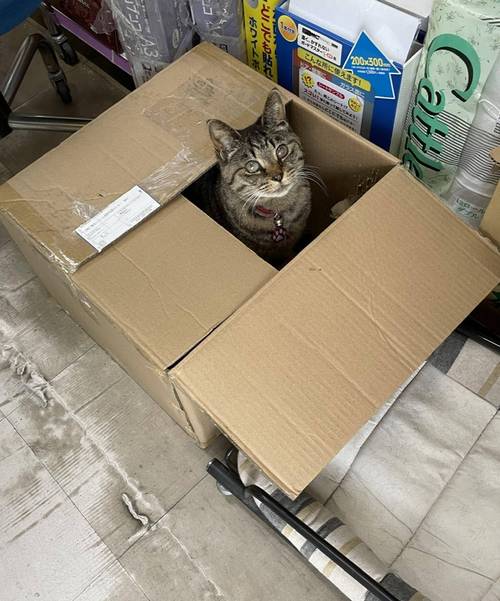虎斑猫蜷缩在废旧快递纸箱里 只露出眼睛