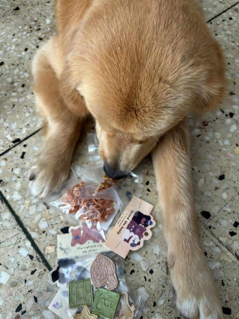 幼犬闻到陌生人递的零食慢慢靠近