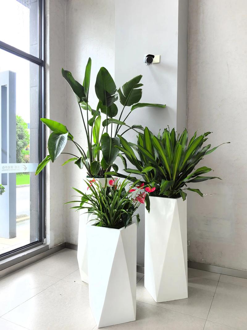 装修后室内绿植布置新手友好植物组合