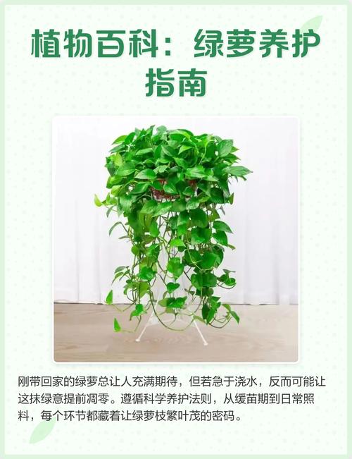 为什么你连绿萝都养死？先别急着买新的