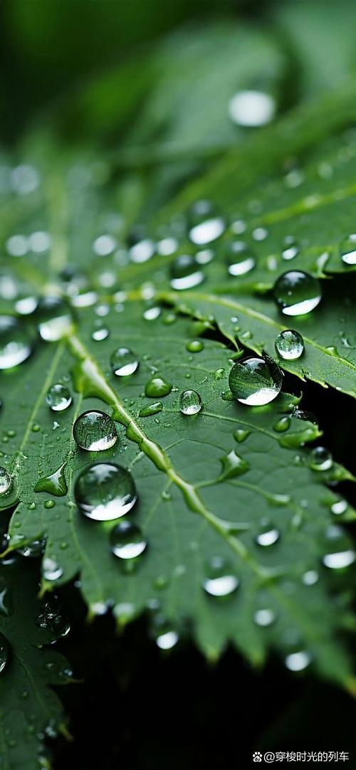 白露节气清晨草叶露珠特写