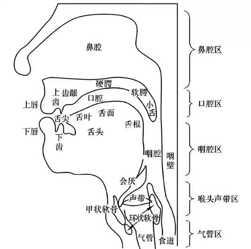 唱歌咬字硬腭位置示意图