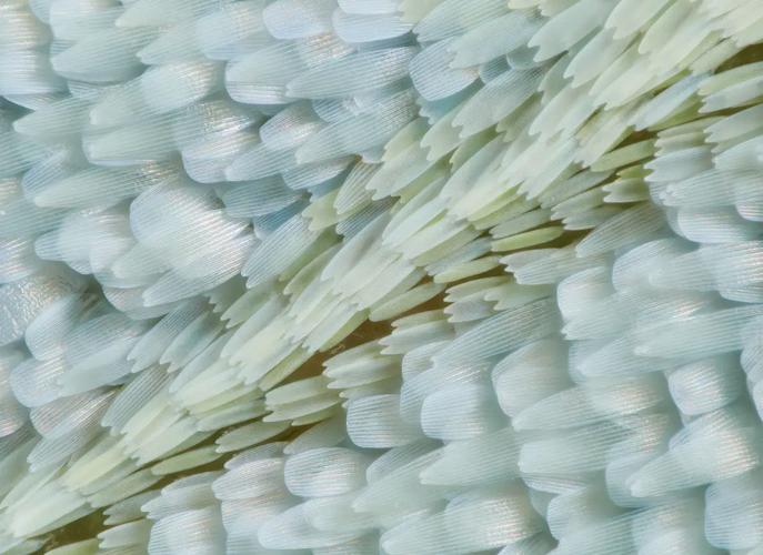 自制蝴蝶鳞片显微玻片标本展示