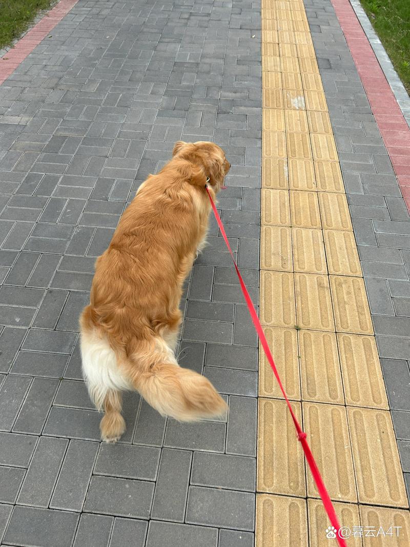 家养金毛松着牵引绳在主人身侧慢走的日常实拍
