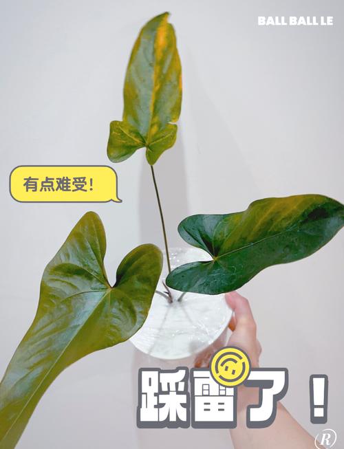 那些年我们踩过的养绿植的坑