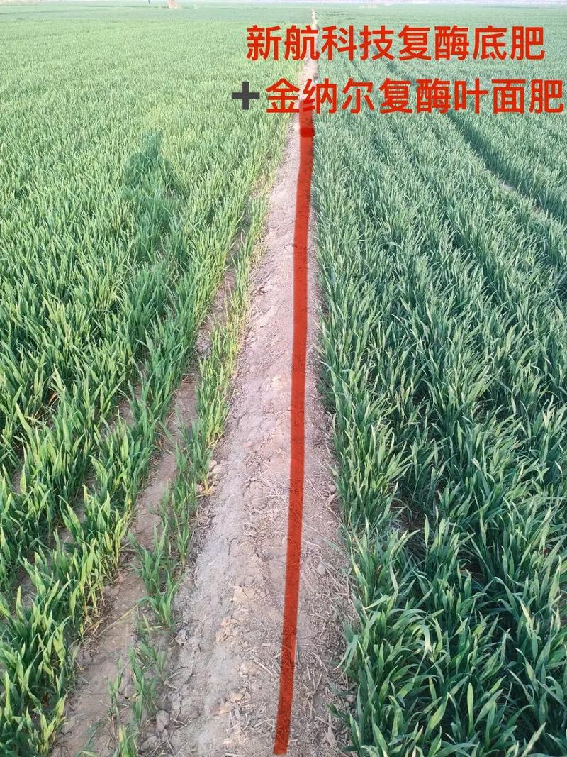中国农业科研成果抗旱小麦田间试验对比