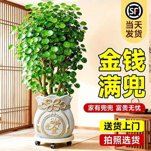 绿植净化的养护与预算问题 💰