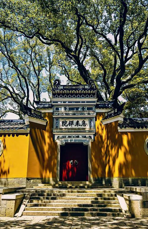 普陀山寺庙黄墙樟树影拍照场景