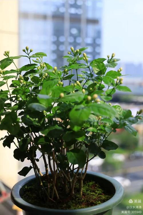 中学教室窗台学生种养的茉莉盆栽