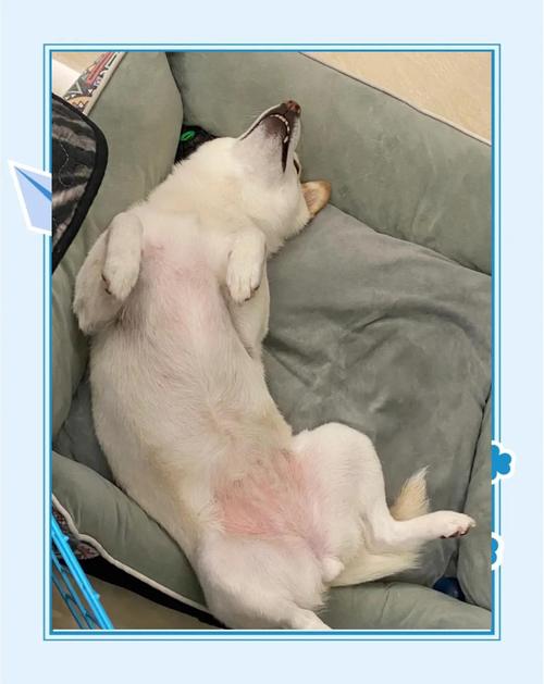 金毛犬拆家后无辜翻肚皮