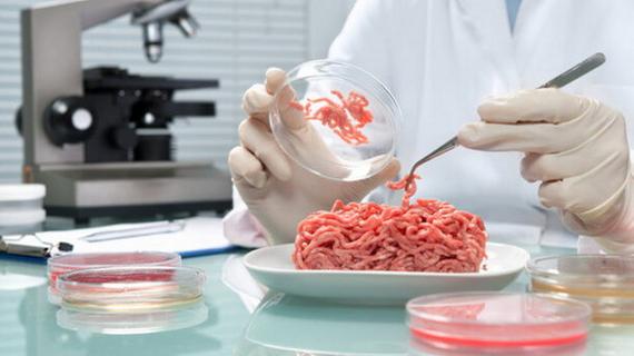 实验室培养皿中的人造肉细胞