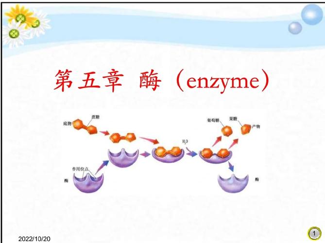 生物体内酶催化反应过程示意图