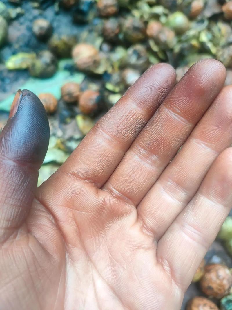 剥新鲜核桃青皮沾黑手指特写