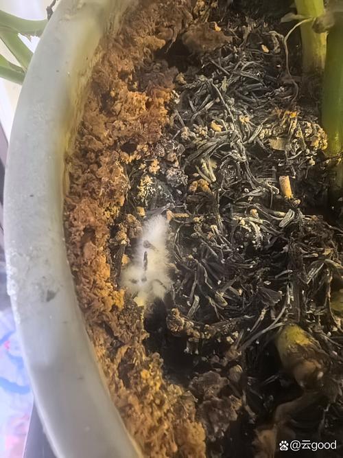 闲置旧花盆缝隙里的霉菌实拍
