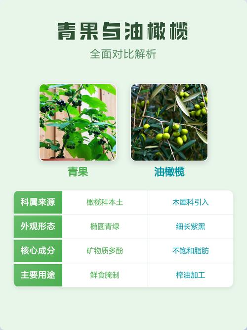 橄榄:从地中海到中国餐桌的千年旅程-因为所以
