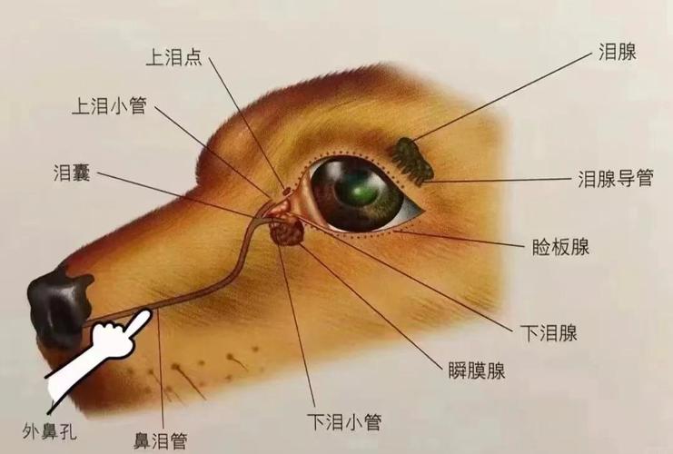 狗狗鼻泪管通畅度检查示意图