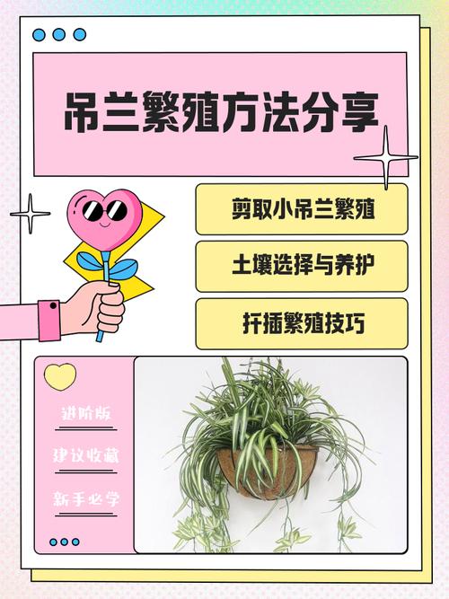 🔧 拯救黑尖吊兰的实操步骤