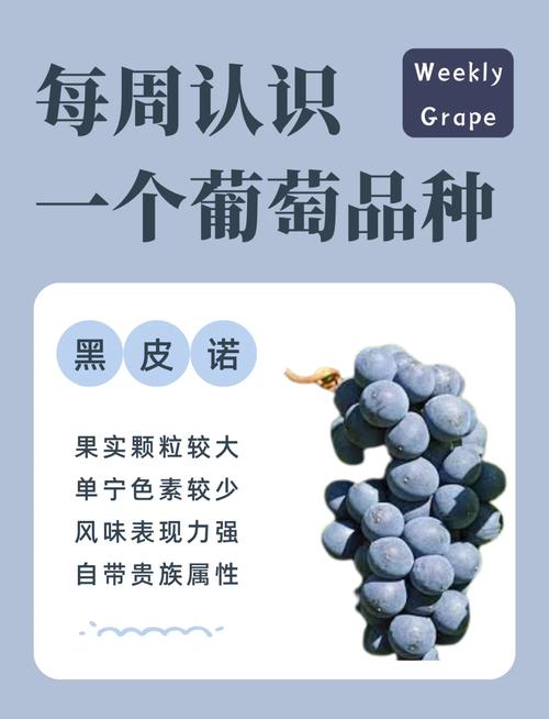 一颗葡萄的旅程:从藤蔓到酒杯的隐秘往事-因为所以