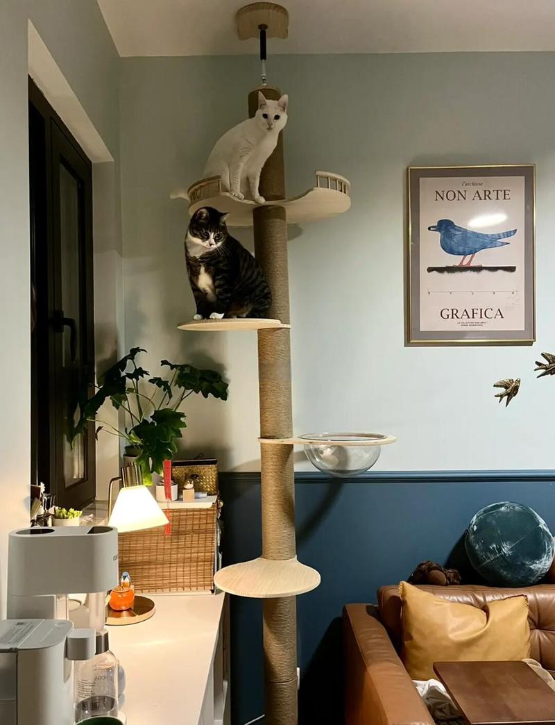 猫咖吧台边挤满两只橘猫的矮旧猫爬架